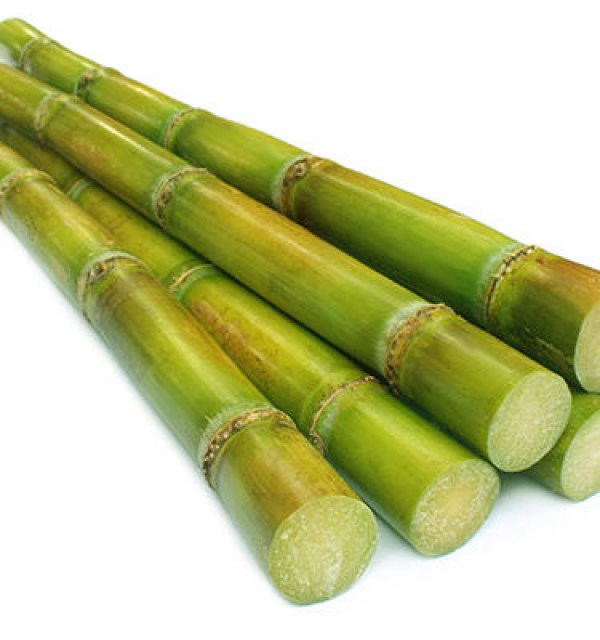 sugar cane